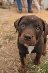 Chinese Shar-Pei Dogs for adoption in Fayette, MO, USA