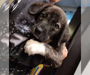 Catahoula Leopard Dog-Great Pyrenees Mix Dogs for adoption in New London, WI, USA