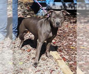 American Pit Bull Terrier Dogs for adoption in Marble, NC, USA
