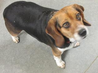 Beagle Dogs for adoption in Richmond, IN, USA