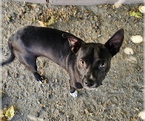 Mutt Dogs for adoption in Martinez, CA, USA