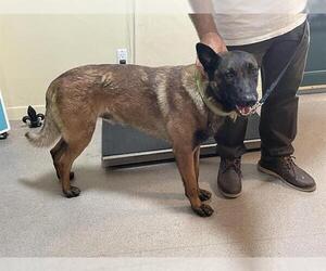 Mutt Dogs for adoption in Pasadena, CA, USA