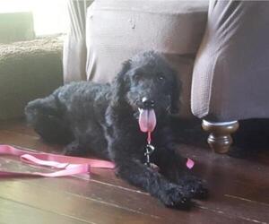 Labradoodle Dogs for adoption in Dallas, TX, USA