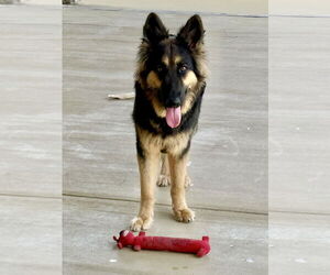 German Shepherd Dog Dogs for adoption in Dumont, NJ, USA
