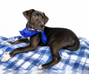 Border Collie-Unknown Mix Dogs for adoption in Mt. Laurel, NJ, USA
