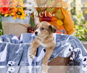 Mutt Dogs for adoption in Foristell, MO, USA