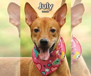 Mutt Dogs for adoption in Seattle, WA, USA