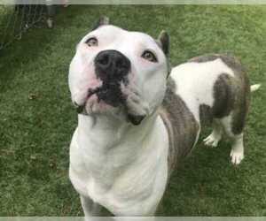 American Staffordshire Terrier Dogs for adoption in Raleigh, NC, USA