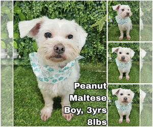 Maltese Dogs for adoption in Seattle, WA, USA