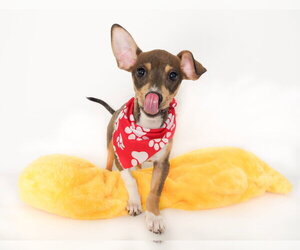 Chihuahua-Unknown Mix Dogs for adoption in Phoenix, AZ, USA