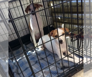 Mutt Dogs for adoption in Crestview, FL, USA
