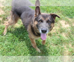 German Shepherd Dog Dogs for adoption in Chestertown, MD, USA