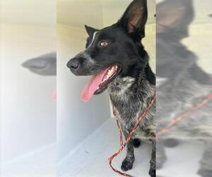 Mutt Dogs for adoption in Houston, TX, USA
