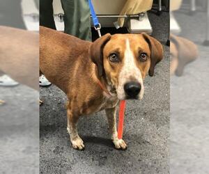 Treeing Walker Coonhound Dogs for adoption in Salisbury, NC, USA