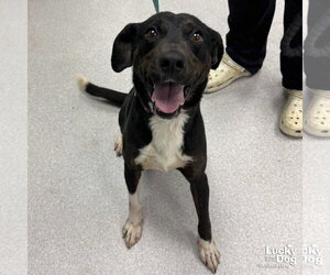 Beagle-Unknown Mix Dogs for adoption in Washington, DC, USA