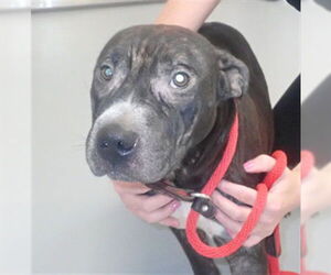 Mutt Dogs for adoption in St. Cloud, FL, USA