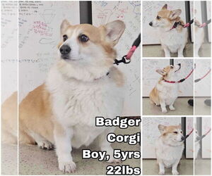Pembroke Welsh Corgi Dogs for adoption in Seattle, WA, USA