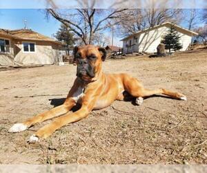 Boxer Dogs for adoption in Grand Junction, CO, USA