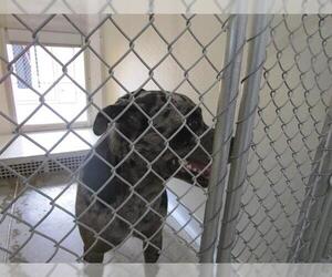 American Pit Bull Terrier-Unknown Mix Dogs for adoption in Temple, TX, USA