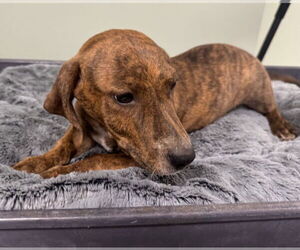 Dachshund-Unknown Mix Dogs for adoption in Decatur, GA, USA