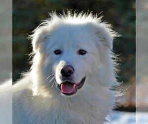 Pyrenees Husky Dogs for adoption in Fairport, NY, USA