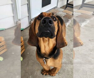 Basset Hound Dogs for adoption in Brookville, OH, USA