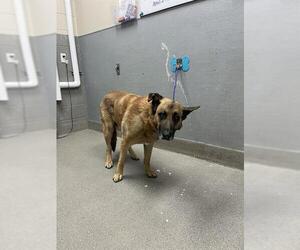German Shepherd Dog-Unknown Mix Dogs for adoption in Las Vegas, NV, USA