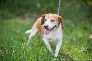 Medium Photo #1 Beagle Puppy For Sale in Flora, IL, USA