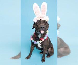 American Staffordshire Terrier Dogs for adoption in Fort Lauderdale, FL, USA