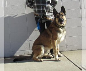 German Shepherd Dog Dogs for adoption in Louisville, KY, USA