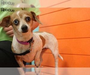 Chiweenie Dogs for adoption in Claremore, OK, USA