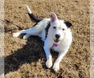 Jack Russell Terrier Dogs for adoption in St. Louis Park, MN, USA