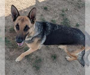 German Shepherd Dog Dogs for adoption in Bakersfield, CA, USA