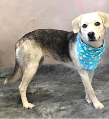 Beagle-Unknown Mix Dogs for adoption in Fredericksburg, VA, USA