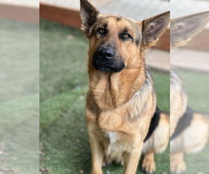 German Shepherd Dog Dogs for adoption in San Diego, CA, USA