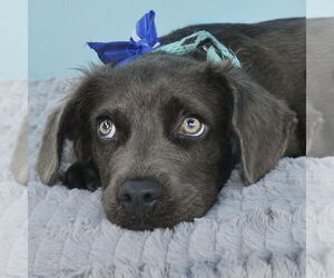 Mutt Dogs for adoption in Pasadena, CA, USA