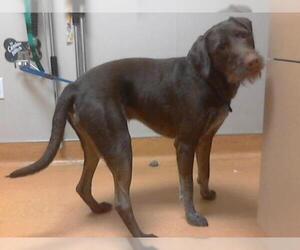 German Wirehaired Pointer Dogs for adoption in Martinez, CA, USA