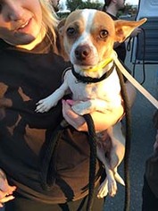Chihuahua Dogs for adoption in Chantilly, VA, USA