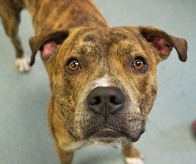 American Bulldog Dogs for adoption in Newton, KS, USA