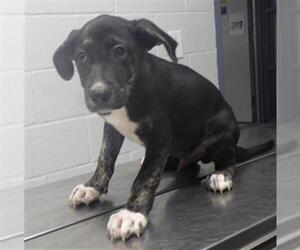 Labrador Retriever Dogs for adoption in Augusta, GA, USA