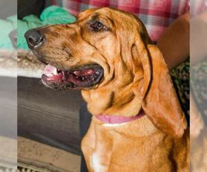 Redbone Coonhound Dogs for adoption in Madison, WI, USA