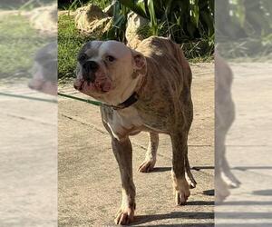 Boxer-Mastiff Mix Dogs for adoption in San Antonio, TX, USA