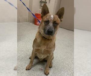 Mutt Dogs for adoption in Conroe, TX, USA
