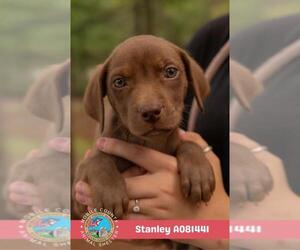 Labrador Retriever-Unknown Mix Dogs for adoption in Mobile, AL, USA