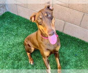 Doberman Pinscher-Unknown Mix Dogs for adoption in Moreno Valley, CA, USA