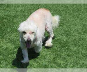 Maltipoo Dogs for adoption in Orange, CA, USA