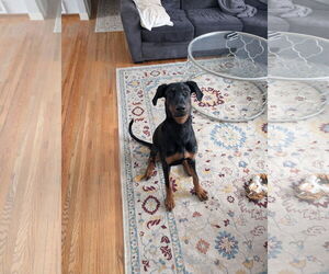 Doberman Pinscher Dogs for adoption in Minneaoplis, MN, USA