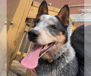 Mutt Dogs for adoption in Garden City, NY, USA
