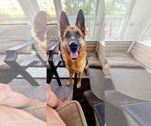 German Shepherd Dog Dogs for adoption in La Grange , NC, USA