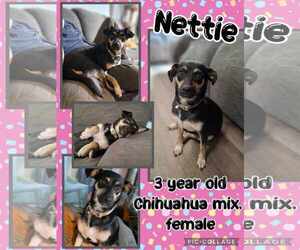 Chihuahua-Unknown Mix Dogs for adoption in Jacksonville, NC, USA